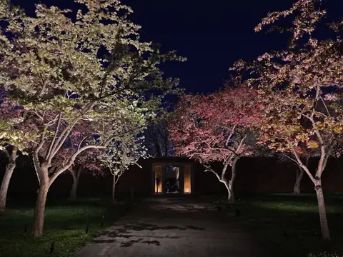 Rows of flowering trees uplit along a garden allee at night