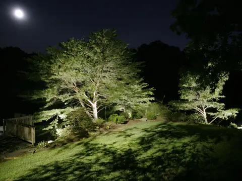 Uplit trees casting dappled shadows across a lawn under a full moon