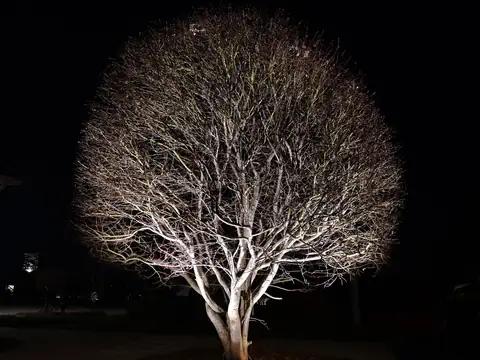 Bare tree uplit into a white silhouette from a hidden fixture