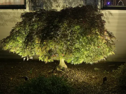 Weeping Japanese maple uplit from below