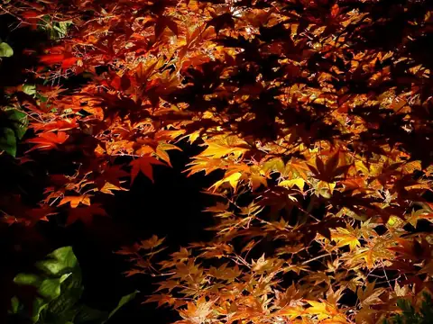 Japanese maple canopy glowing red and orange from a hidden uplight