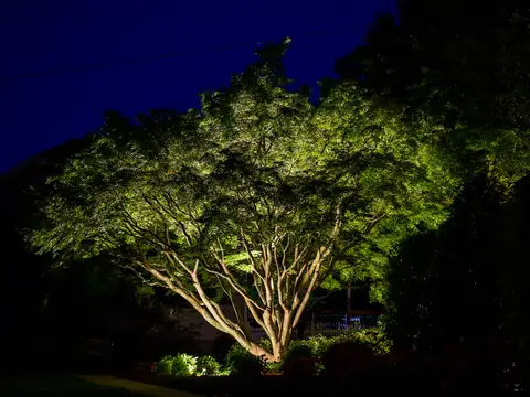 Spreading ornamental tree uplit against a deep-blue sky
